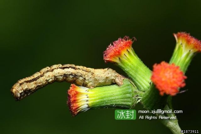 腾龙t180mm盖个楼，优质的微距头