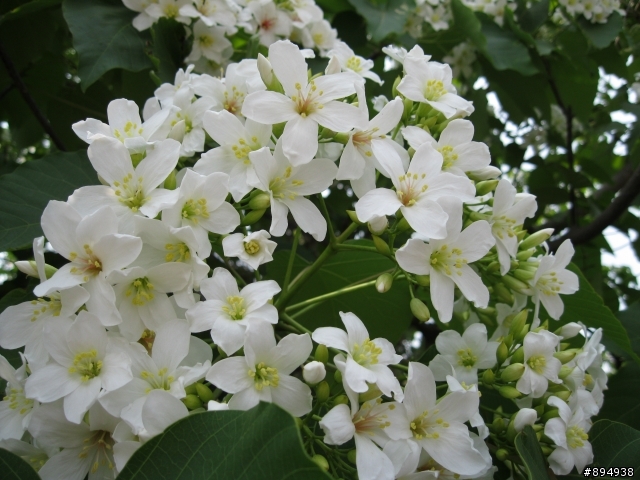 彰化福田桐花生態園區~~~~賞桐花