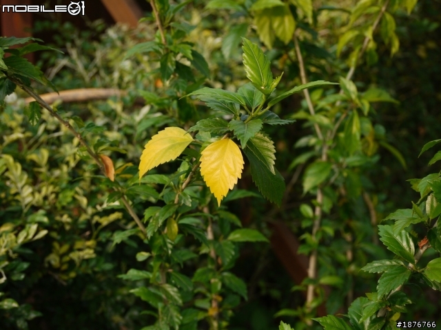 Panasonic Lumix G 45-200mm F4.0-5.6  開箱文