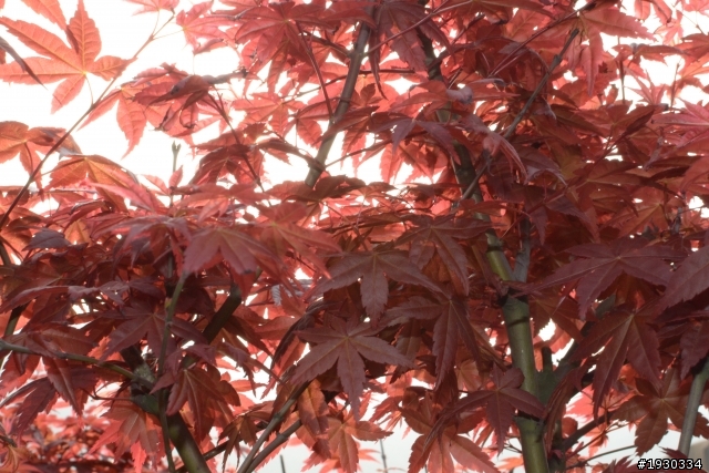 竹子湖海芋田一遊