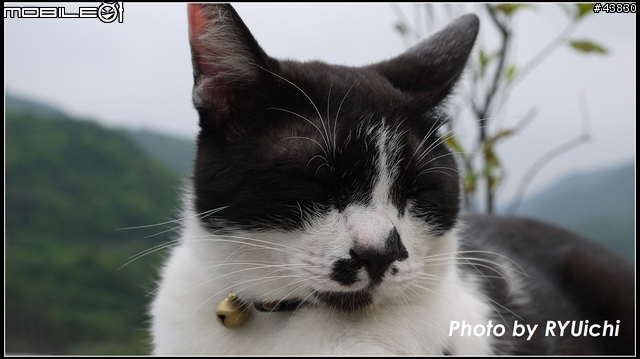 侯硐(猴硐)貓村初體驗...貓多~所以圖爆多!!