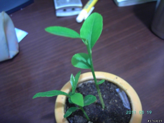 請教植物名