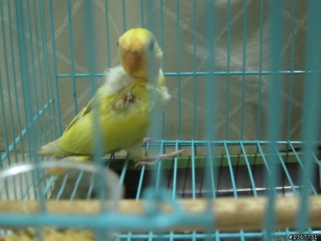 愛情鳥~找伴~