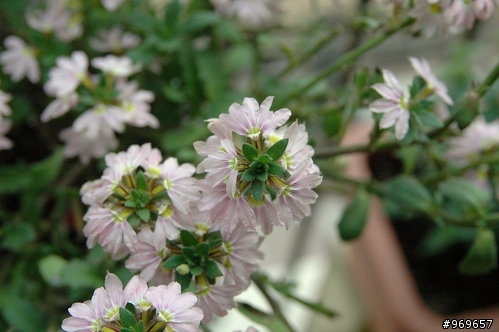 請幫忙解答這些花草名字