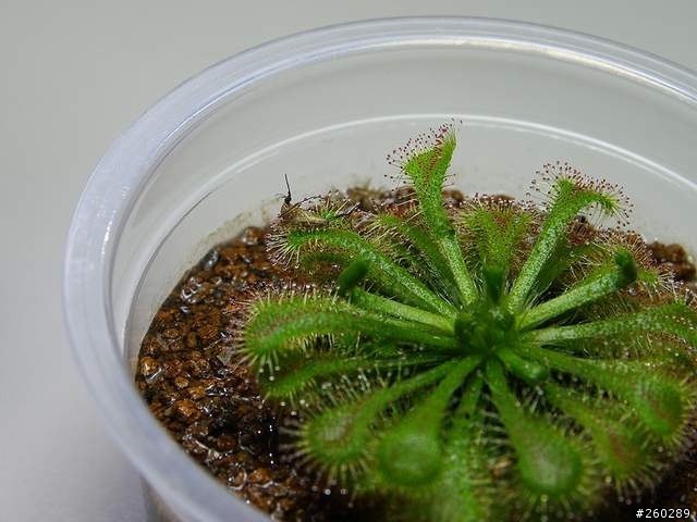 食蟲植物(毛氈苔)