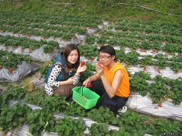2010-04-10 大湖採草莓