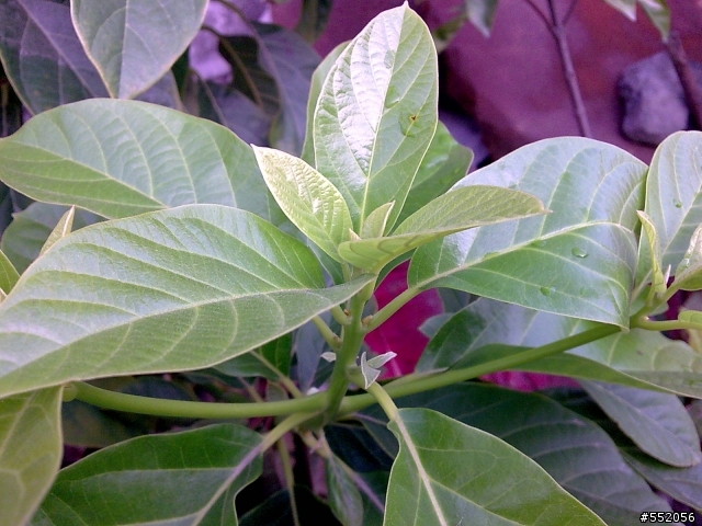請問兩種植物?