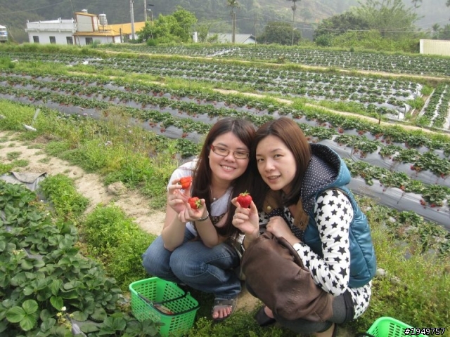 2010-04-10 大湖採草莓