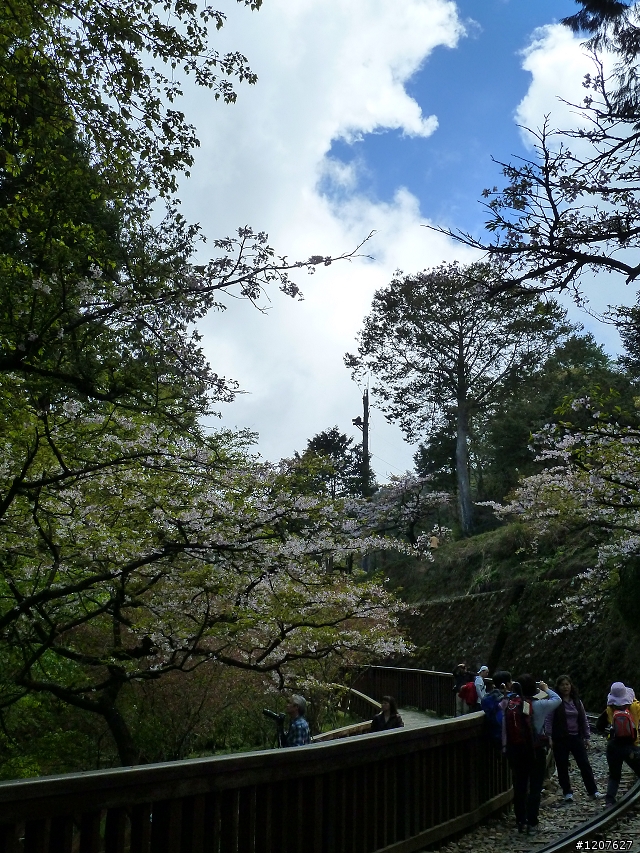 2011_愚人節阿里山賞櫻趣！（雪花片片影片已上傳）