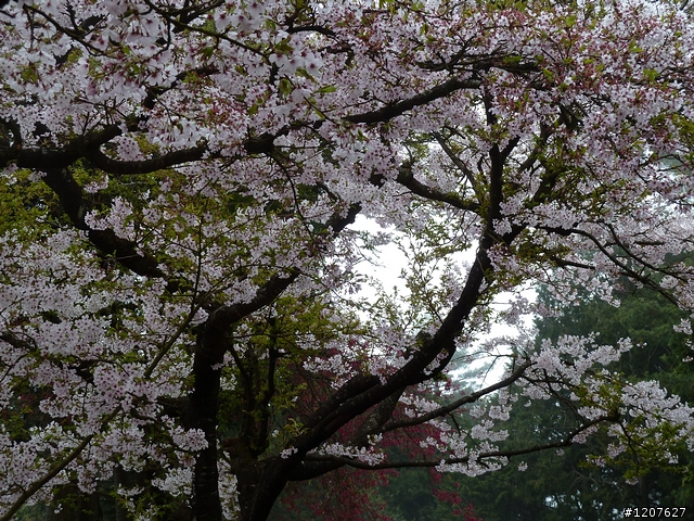 2011_愚人節阿里山賞櫻趣！（雪花片片影片已上傳）