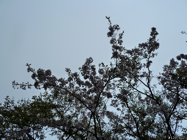 2011_愚人節阿里山賞櫻趣！（雪花片片影片已上傳）