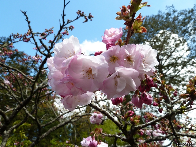 2011_愚人節阿里山賞櫻趣！（雪花片片影片已上傳）