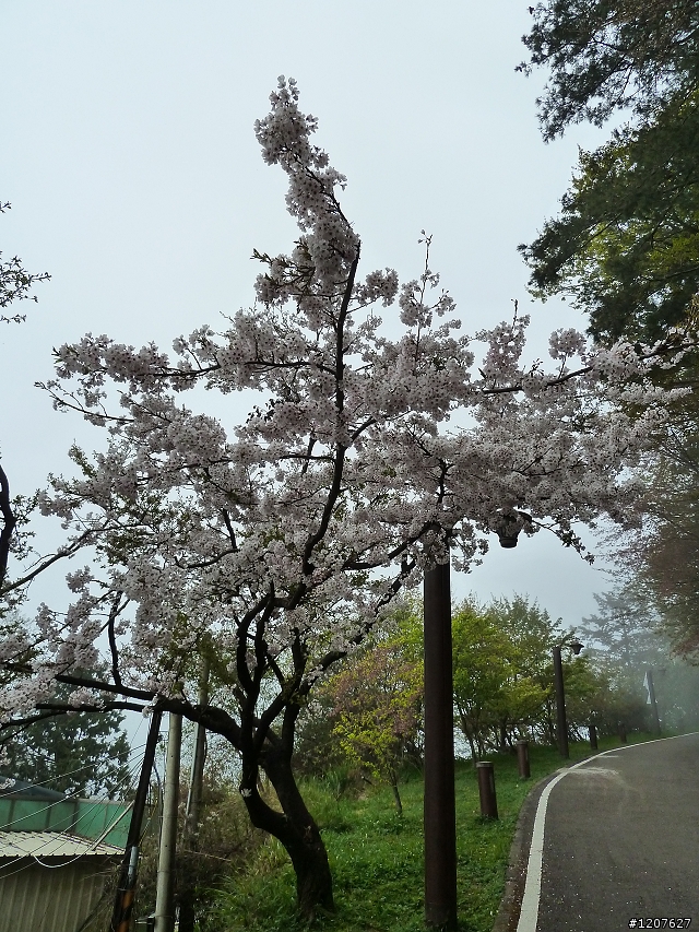 2011_愚人節阿里山賞櫻趣！（雪花片片影片已上傳）