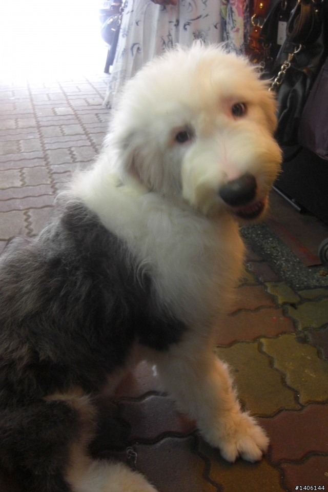 古牧幼犬尋找一輩子的家