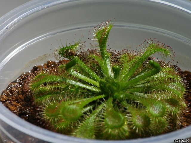 食蟲植物(毛氈苔)