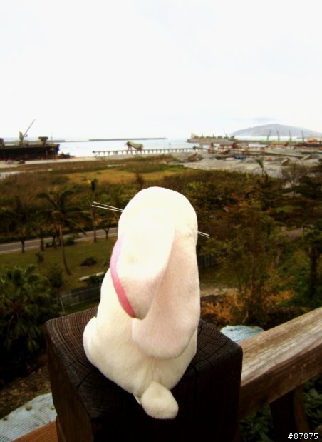 兔 . 環島