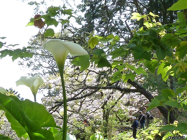2011_愚人節阿里山賞櫻趣！（雪花片片影片已上傳）