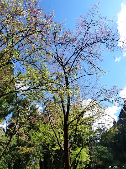 2011_愚人節阿里山賞櫻趣！（雪花片片影片已上傳）