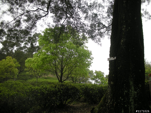 補遺---十三分山產道與李山神宮