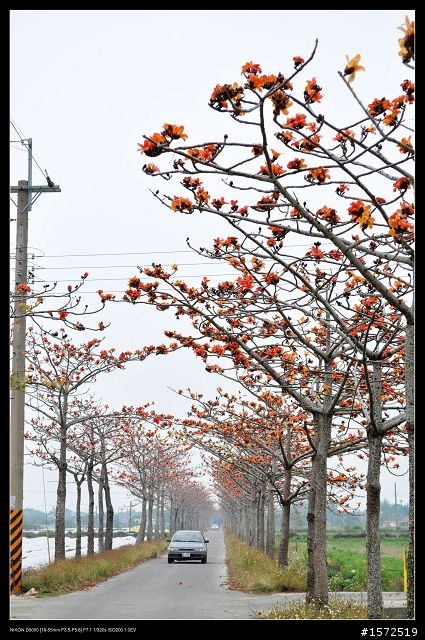 D5000+KIT鏡 木棉花