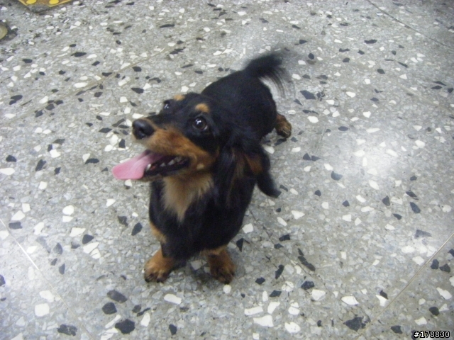 北市萬華區拾獲長毛臘腸犬(已有人領養)