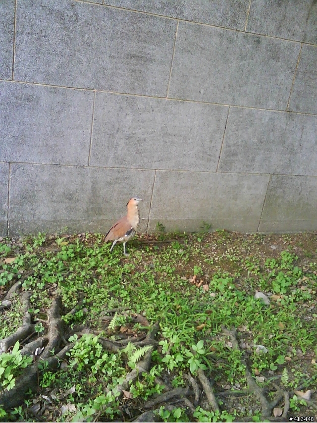 請問這是什麼鳥呢??