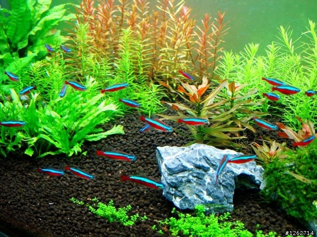 自D個風扇吹吹吧