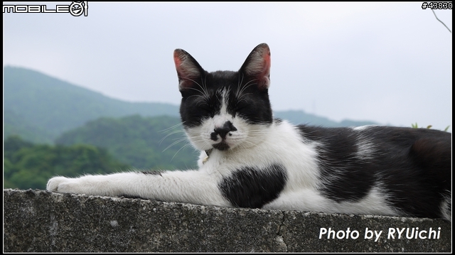 侯硐(猴硐)貓村初體驗...貓多~所以圖爆多!!