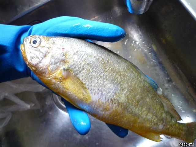 傳統市場買魚戰績