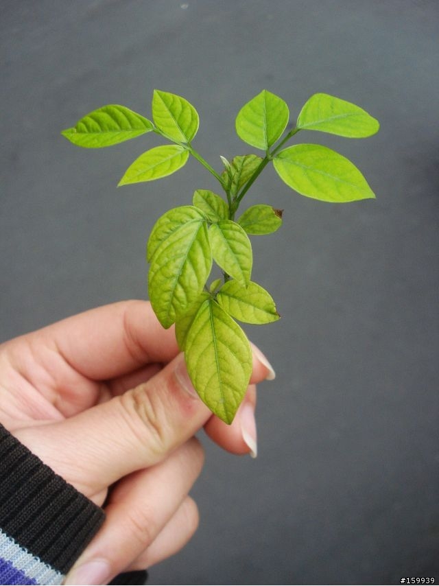 [分享] 新裝上陣．瘋武陵