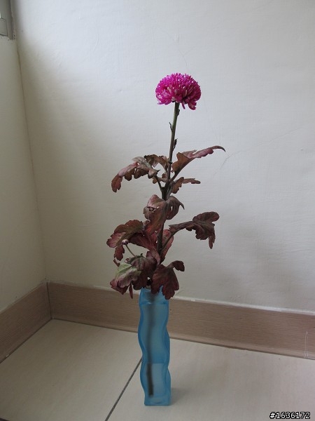 請教大家這種花叫做???