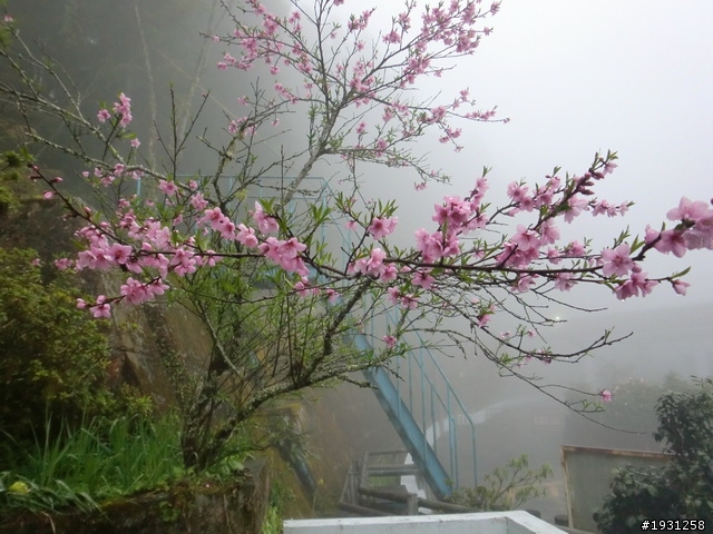 週休二日-每週一遊:阿里山
