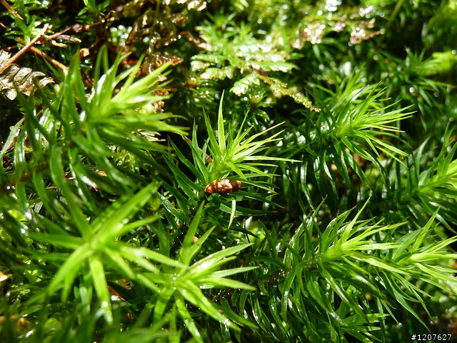 2011_愚人節阿里山賞櫻趣！（雪花片片影片已上傳）