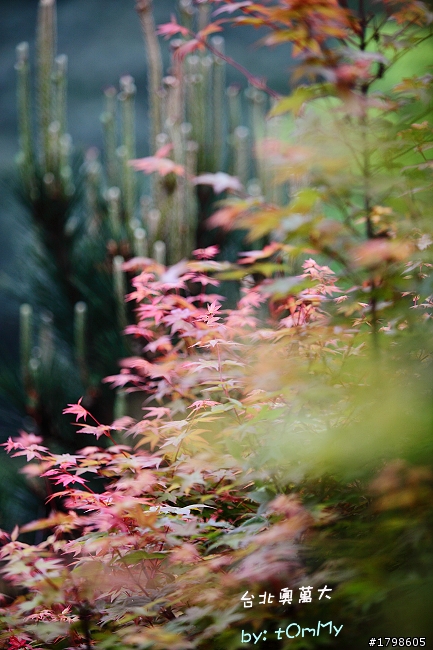 楓葉の台北奧萬大