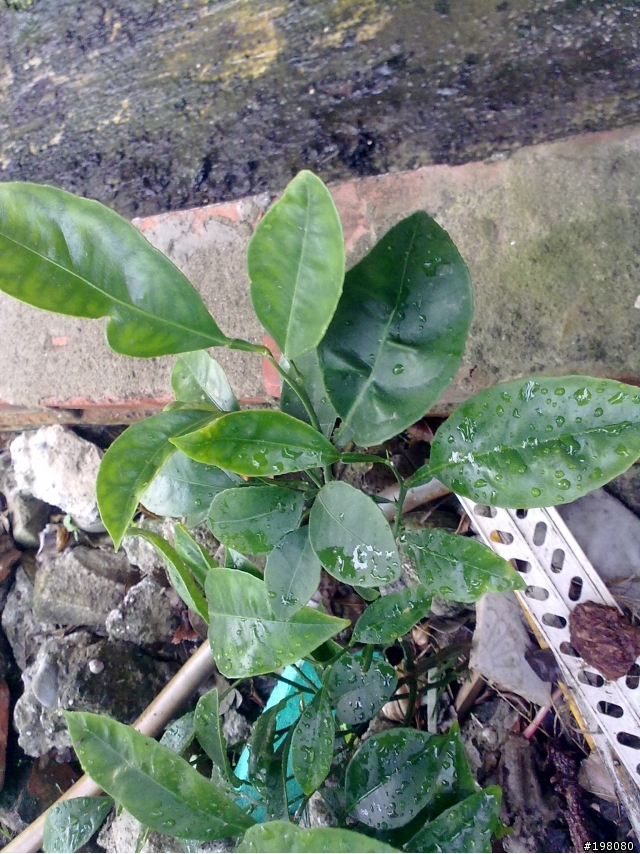植物大猜謎，請問達人這幾顆是果樹嗎?