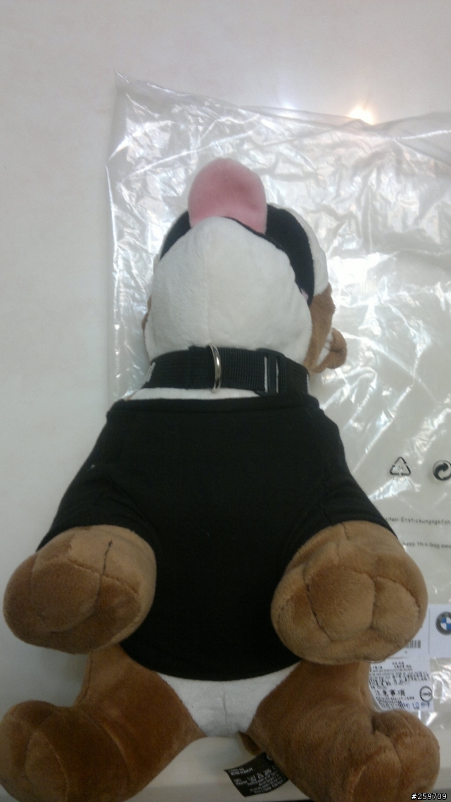 MINI英國鬥牛犬   開箱