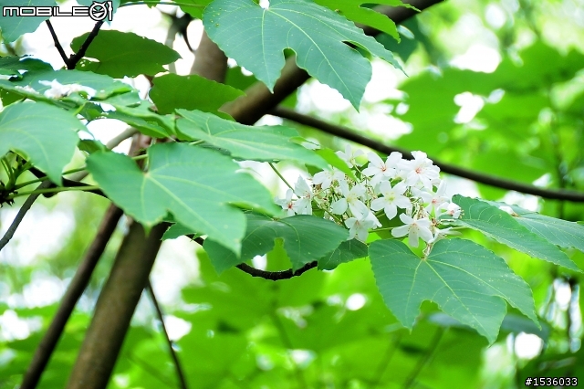 今年油桐花晚開嗎？Luxgen SUV帶您搶先看！