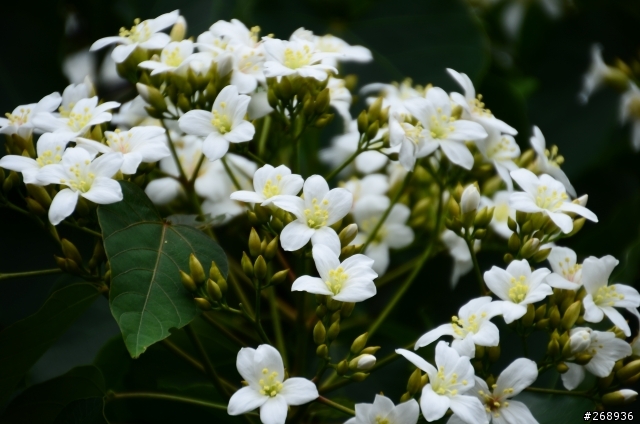 新手拍油桐花