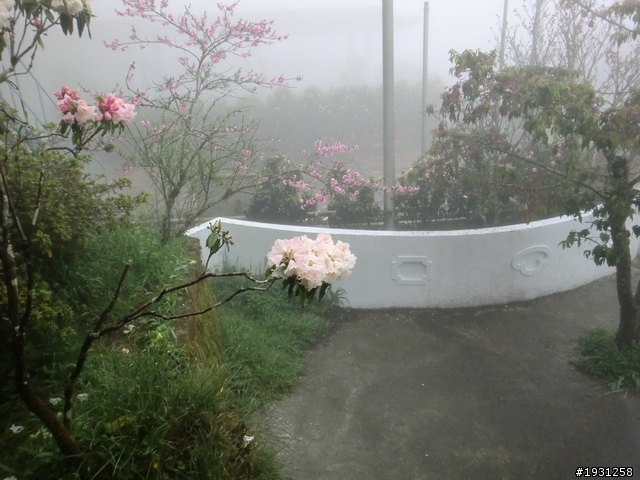 週休二日-每週一遊:阿里山
