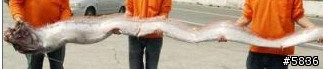 苗栗抓到一條龍宮使者 勒氏皇帶魚罕見地震魚