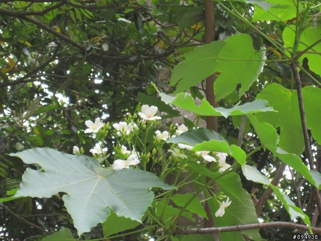 彰化福田桐花生態園區~~~~賞桐花