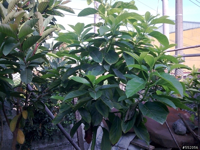 請問兩種植物?