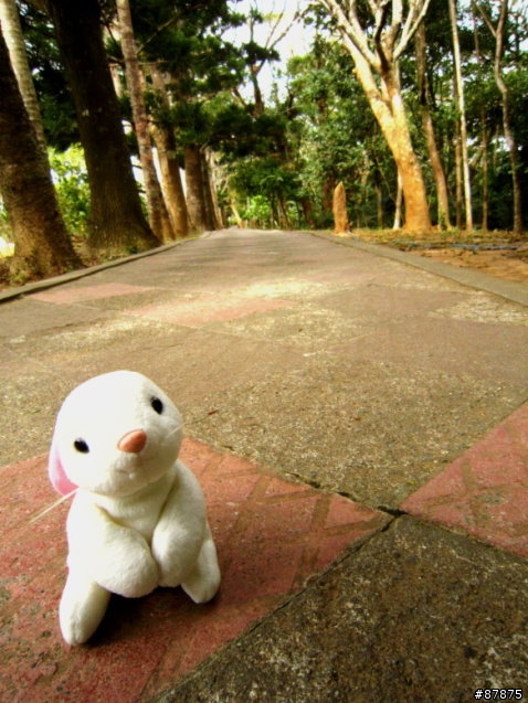 兔 . 環島