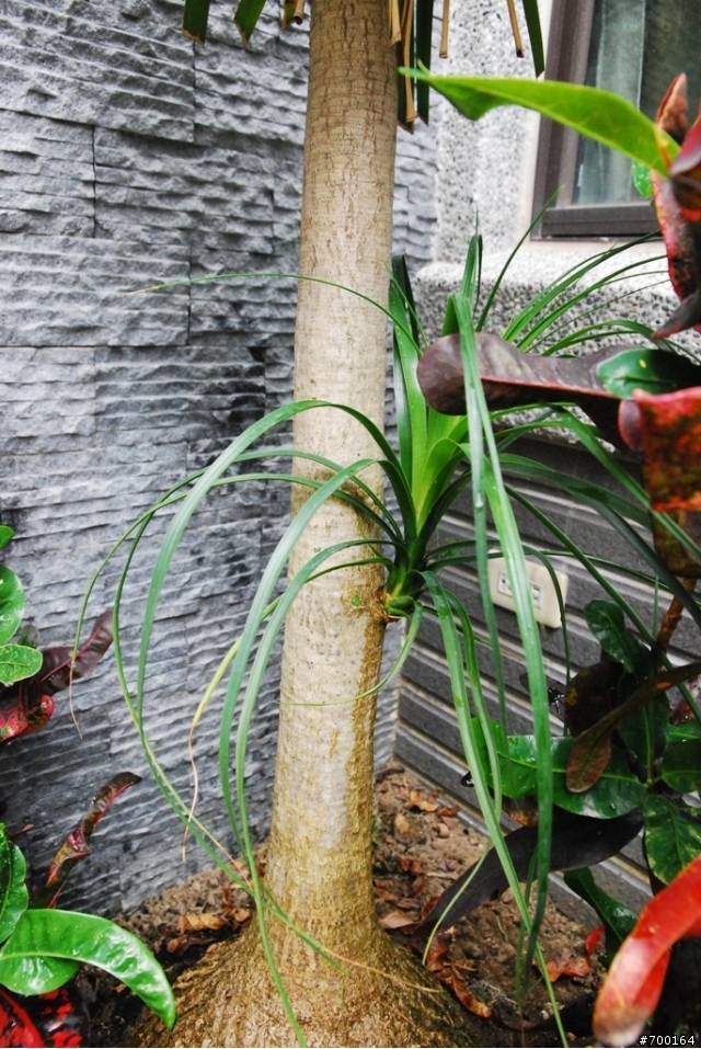 【問題】這是什麼樹呢? 他目前是繁殖中嗎? 該如何處理呢?