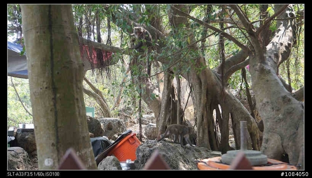 總算見識高雄柴山的猴群