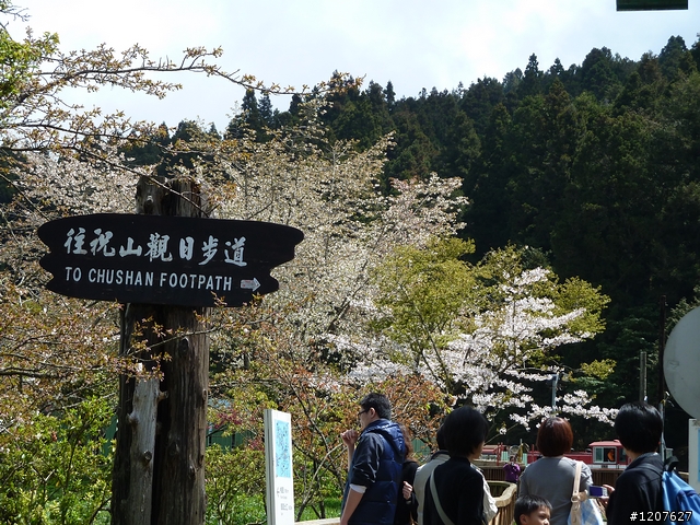 2011_愚人節阿里山賞櫻趣！（雪花片片影片已上傳）