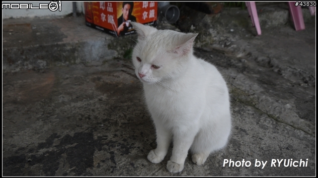 侯硐(猴硐)貓村初體驗...貓多~所以圖爆多!!