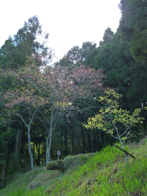 2011_愚人節阿里山賞櫻趣！（雪花片片影片已上傳）