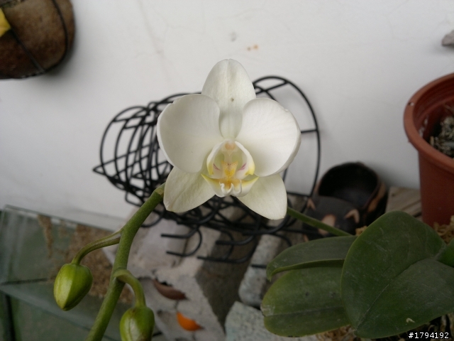 [開箱]N8，我的第一隻智慧型手機