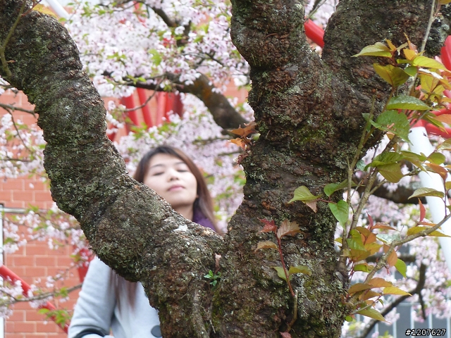 2011_愚人節阿里山賞櫻趣！（雪花片片影片已上傳）